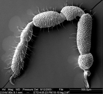Media type: image;   Invertebrate Zoology 134645